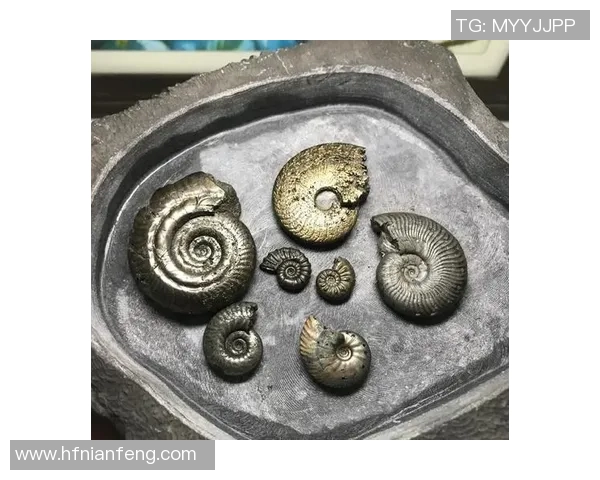 鸟栖砂岩的生态价值与地质特征探讨及其在环境保护中的重要性